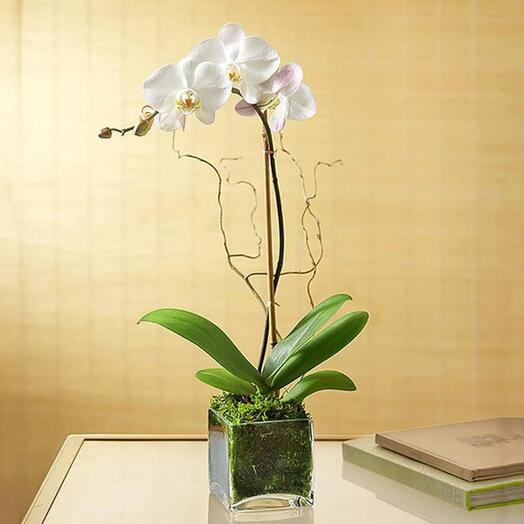 White Orchids Plant