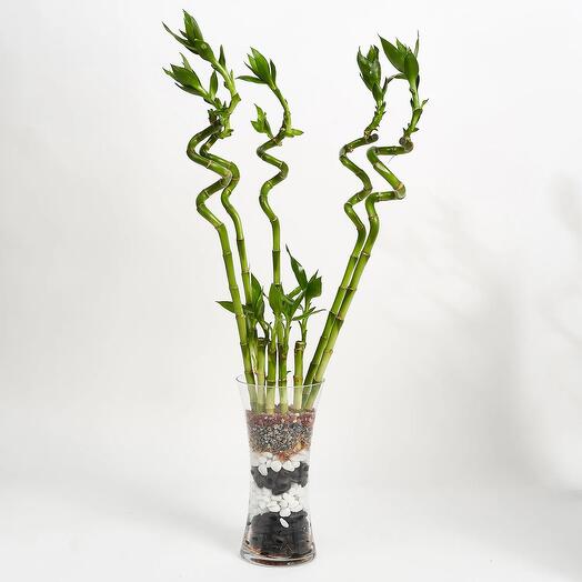 9 Lucky Bamboo for Great Luck