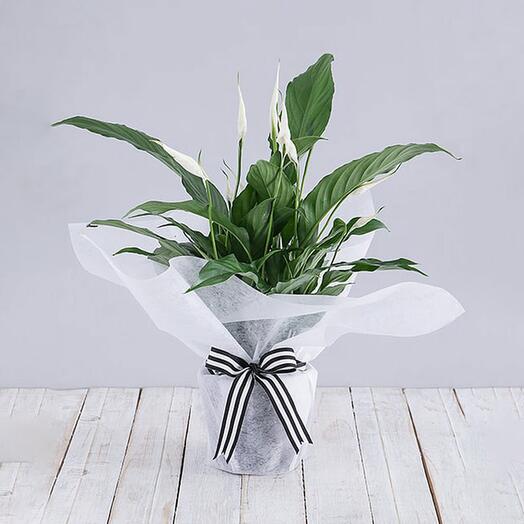 Peace Lily Plant in White Wrapping