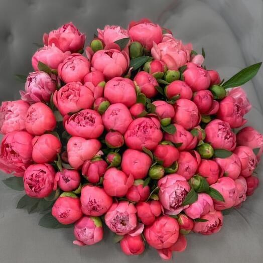 Пионы коралловые