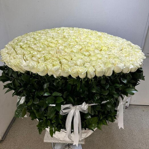 White Rose in basket