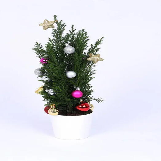 Mini Fresh Christmas Plant with Ornaments