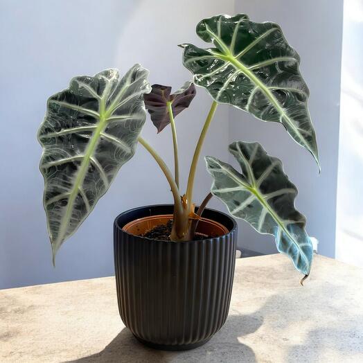 Alocasia Polly