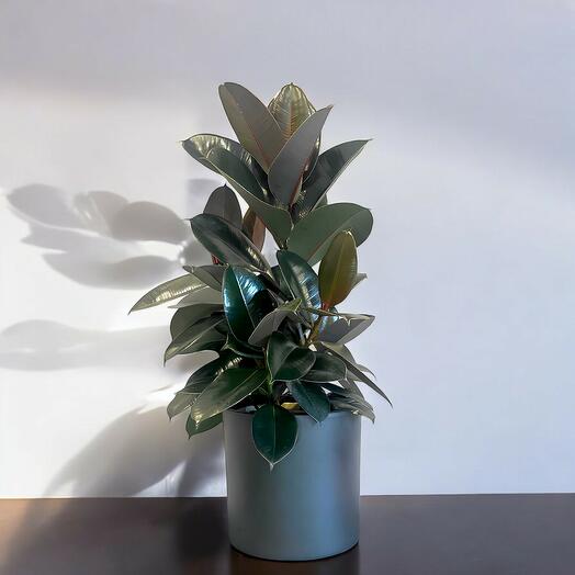 Ficus Elastica