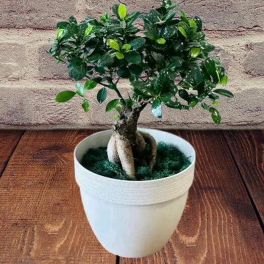 Bonsai tree