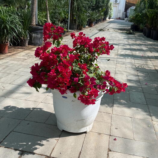 Bougainvillea