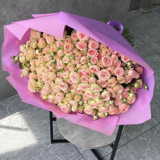 51 СВИТ ГИЗЕЛА ПИОНАВИДНАЯ КУСТОВАЯ РОЗА
