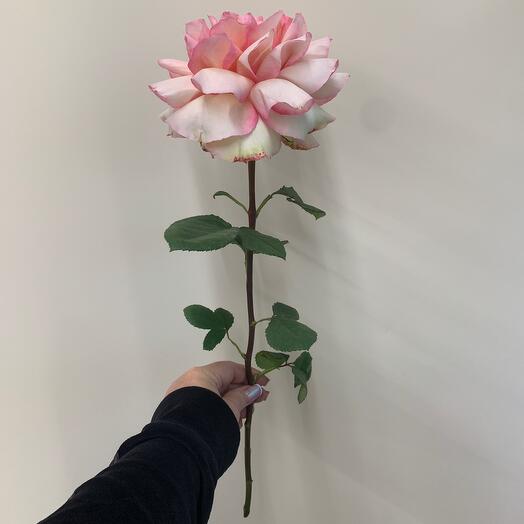 Роза французская