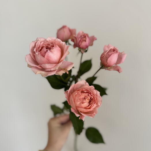 Цветы от студии «TIFFANY» кустовая роза Джульетта