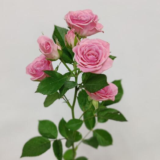 Мароми FLOWERS SHOP 