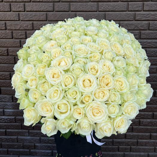 101 White Rose Avalange