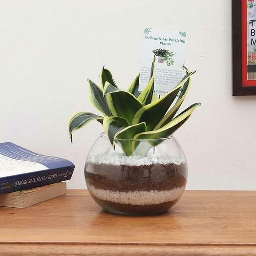 Sansevieria in Fish Bowl