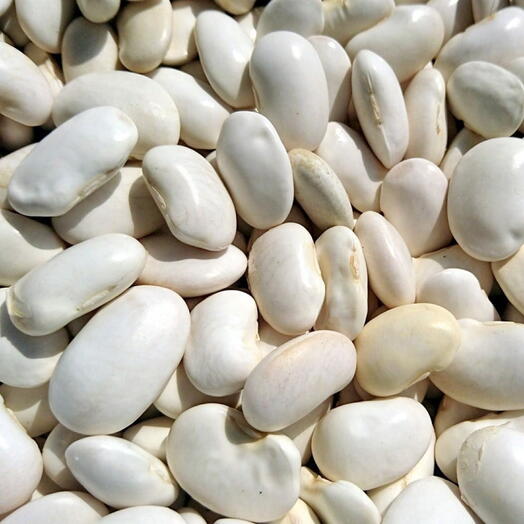 Lima Butter Bean Seeds - Lima Bean Seeds - Fresh Organic Seeds - 20 Seeds (UK Seller)