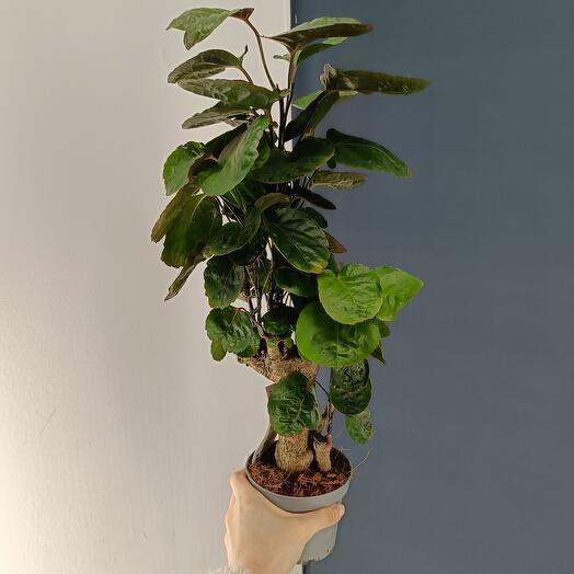 Houseplant Poliscias Fabian