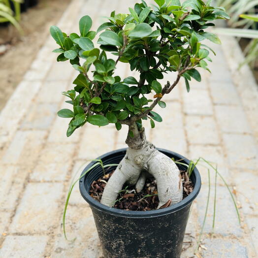 Ficus Bonsai 30cm