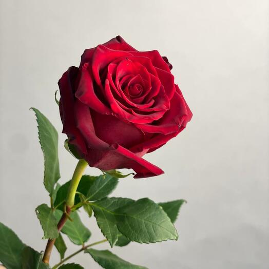 Роза красная длинная
