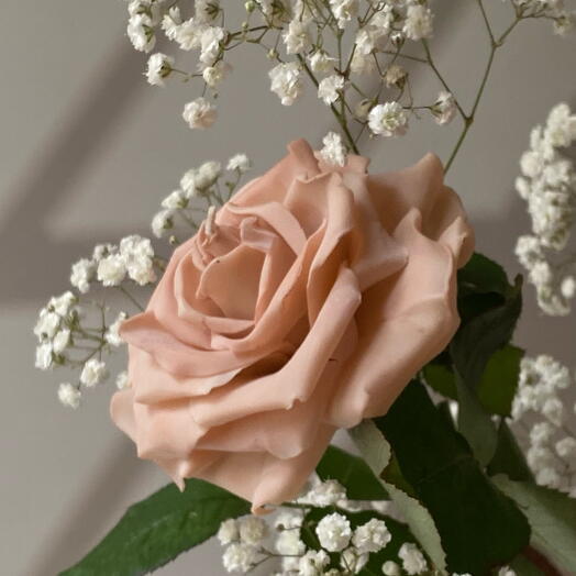 Rose classique beige