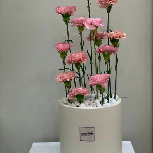 CARNATION WITH POT