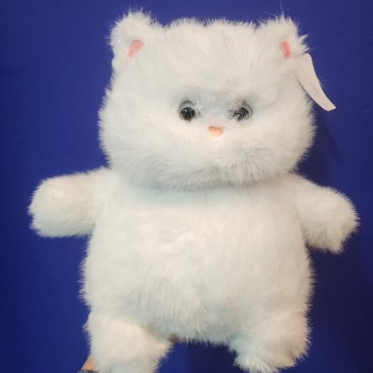 Кот