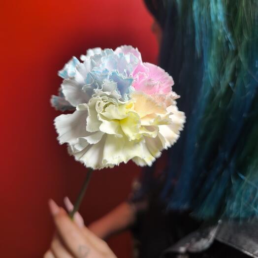 Диантус разноцветный нежный