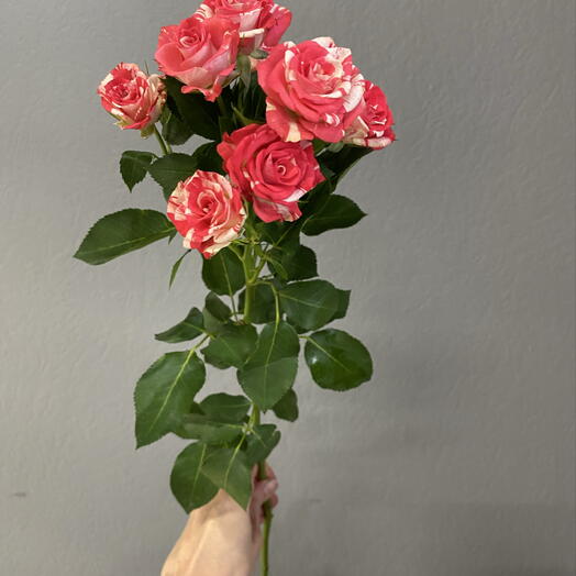 Manse Flowers