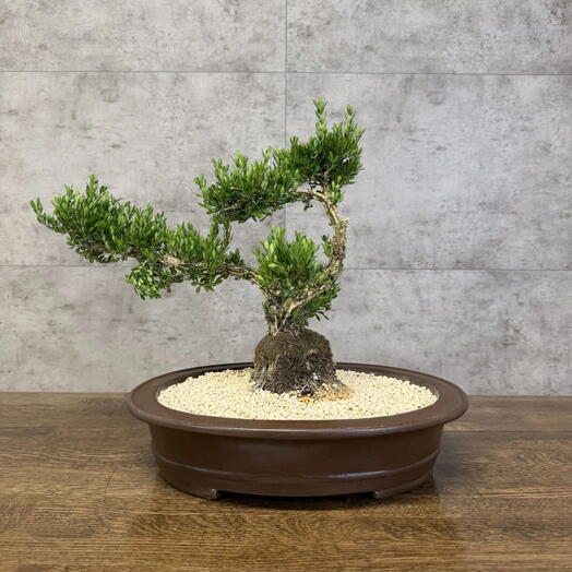 LuxuryPlants