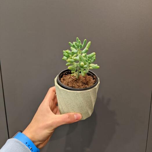 Комнатное растение суккулент, Live plants Saint Petersburg, buy at a ...
