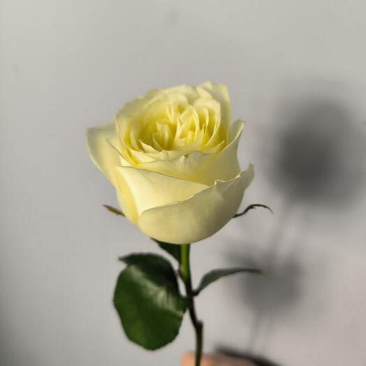 BEAUTY FLOWERS