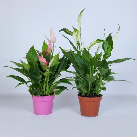 Набор Женское и Мужское счастье, D-9, H-30