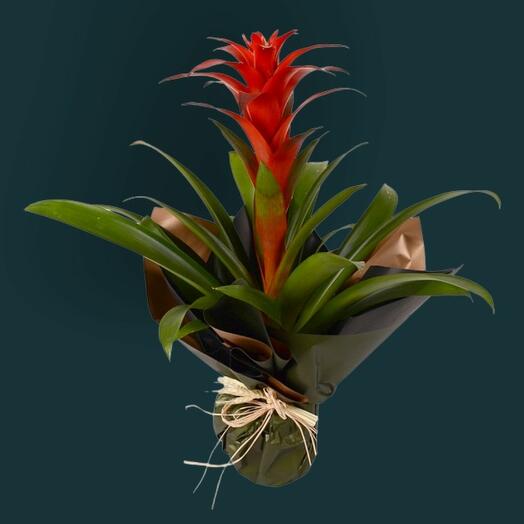 Saksıda Guzmania