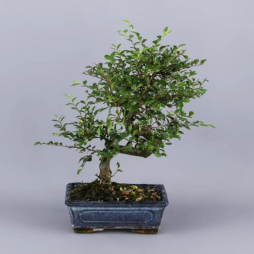 Bonsai Zelkova Parvifolia 6 anos