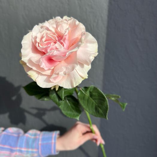 Di-Flowers