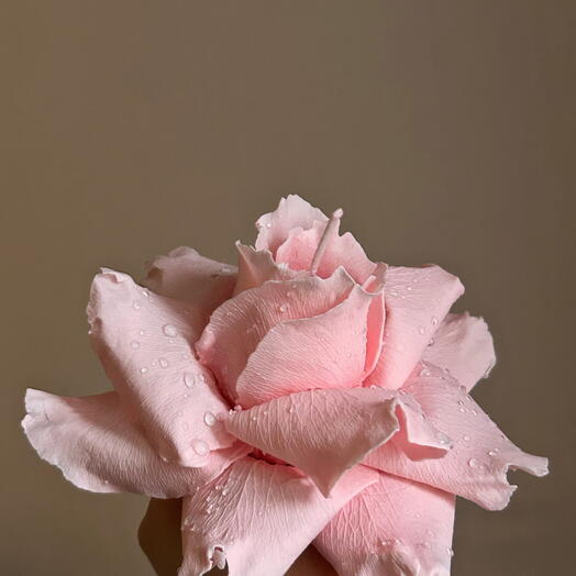 Handmade French Rose candle with magnolia   rose scent- სანთელი ფრანგული ვარდი 🦢