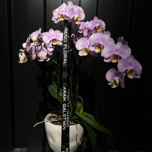 Orquidea Phalaenopsis en maceta