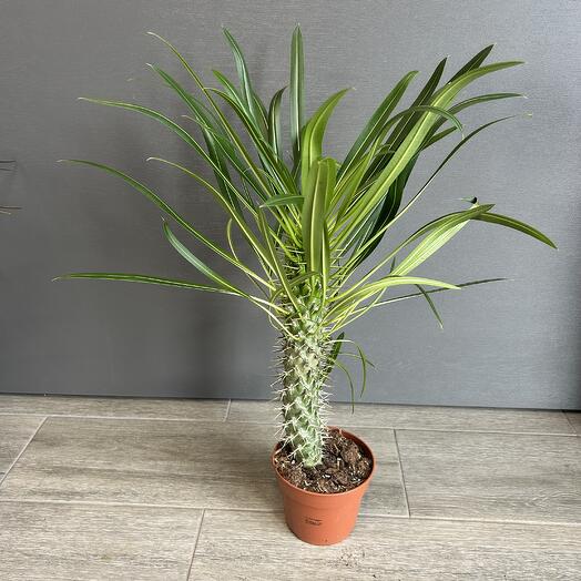 Комнатное растение похиподиум ламели