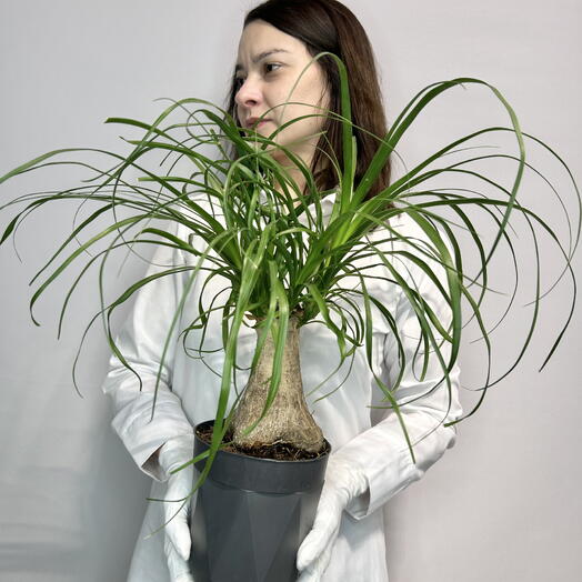 Jules Flower Atelier