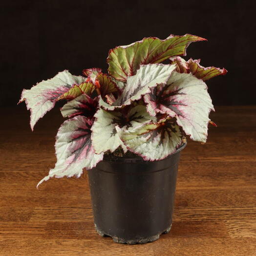LuxuryPlants