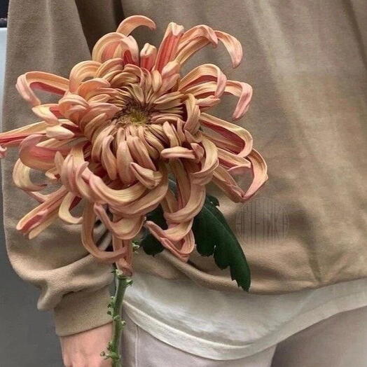 Фловер Хаус