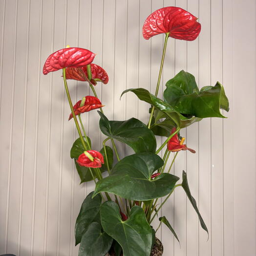 Floroom