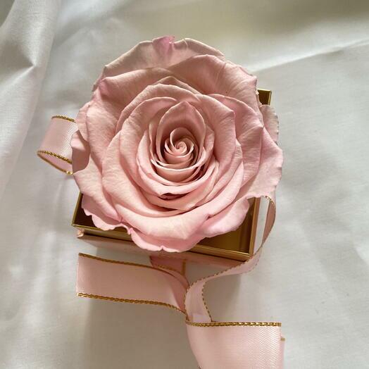 Pink rose in a box