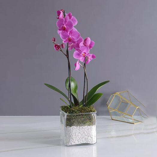 2 Stem Mini Purple Orchid Plant in Vase
