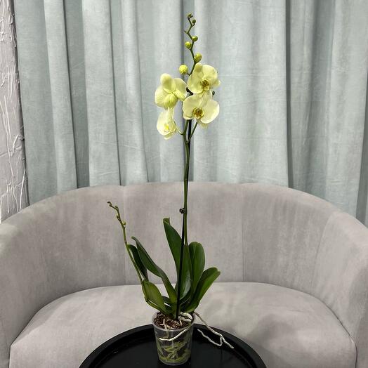 Комнатное растение лимонный фаленопсис орхидея