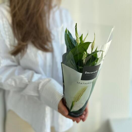 𝐒𝐏𝐀𝐓𝐇𝐈𝐏𝐇𝐈𝐋𝐋𝐔𝐌 мини