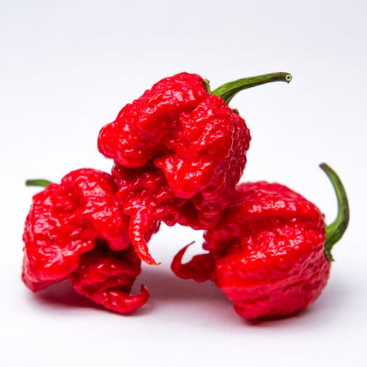 Carolina Reaper Chilli Pepper Seeds - Ghost Pepper Seeds - Worlds Hottest Pepper - 10 Seeds (UK Seller)