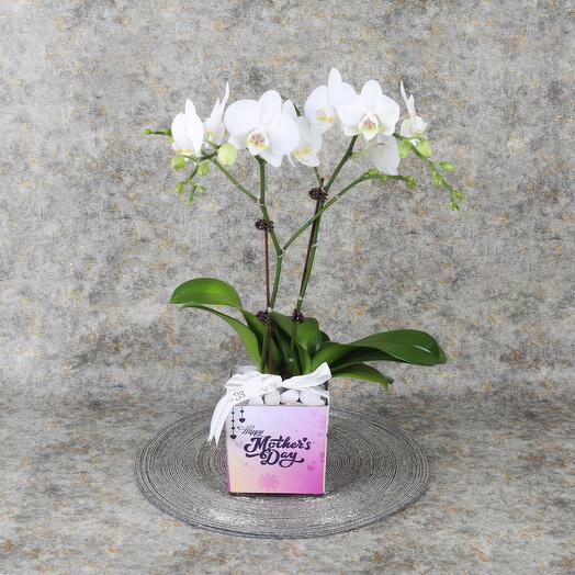 Mothers Day 2 Stem White Mini Orchid Plant