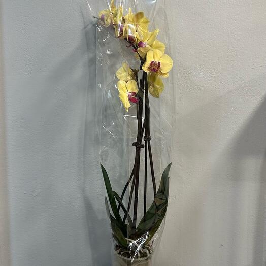 Комнатное растение Орхидея (2 ветки)