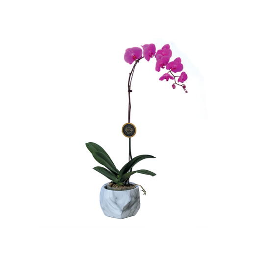 Phalaenopsis Orchid Plant-Purple