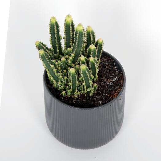 Plant with ceramic pot grey