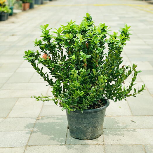 Ixora Chinensis