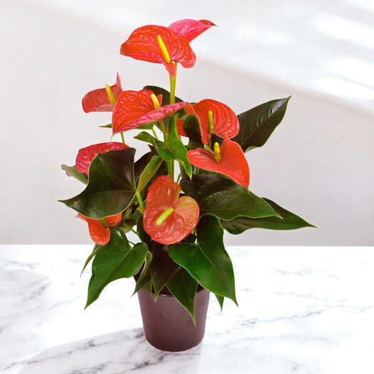 Anthurium Rojo